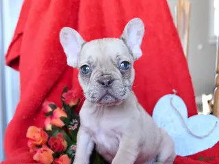 French Bulldog dogs Boston - Ad 31