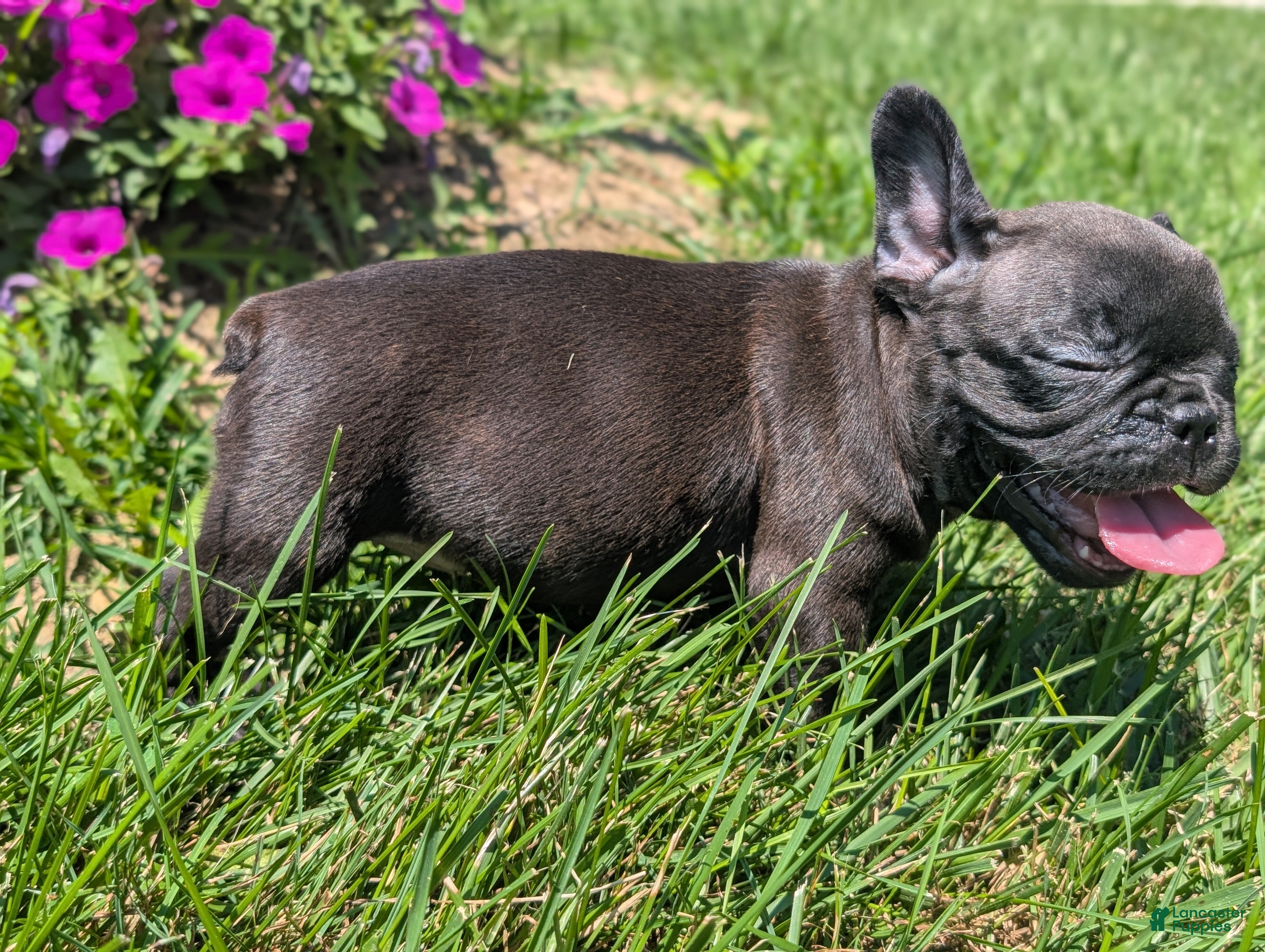 French Bulldog dogs French Toast - Ad 2