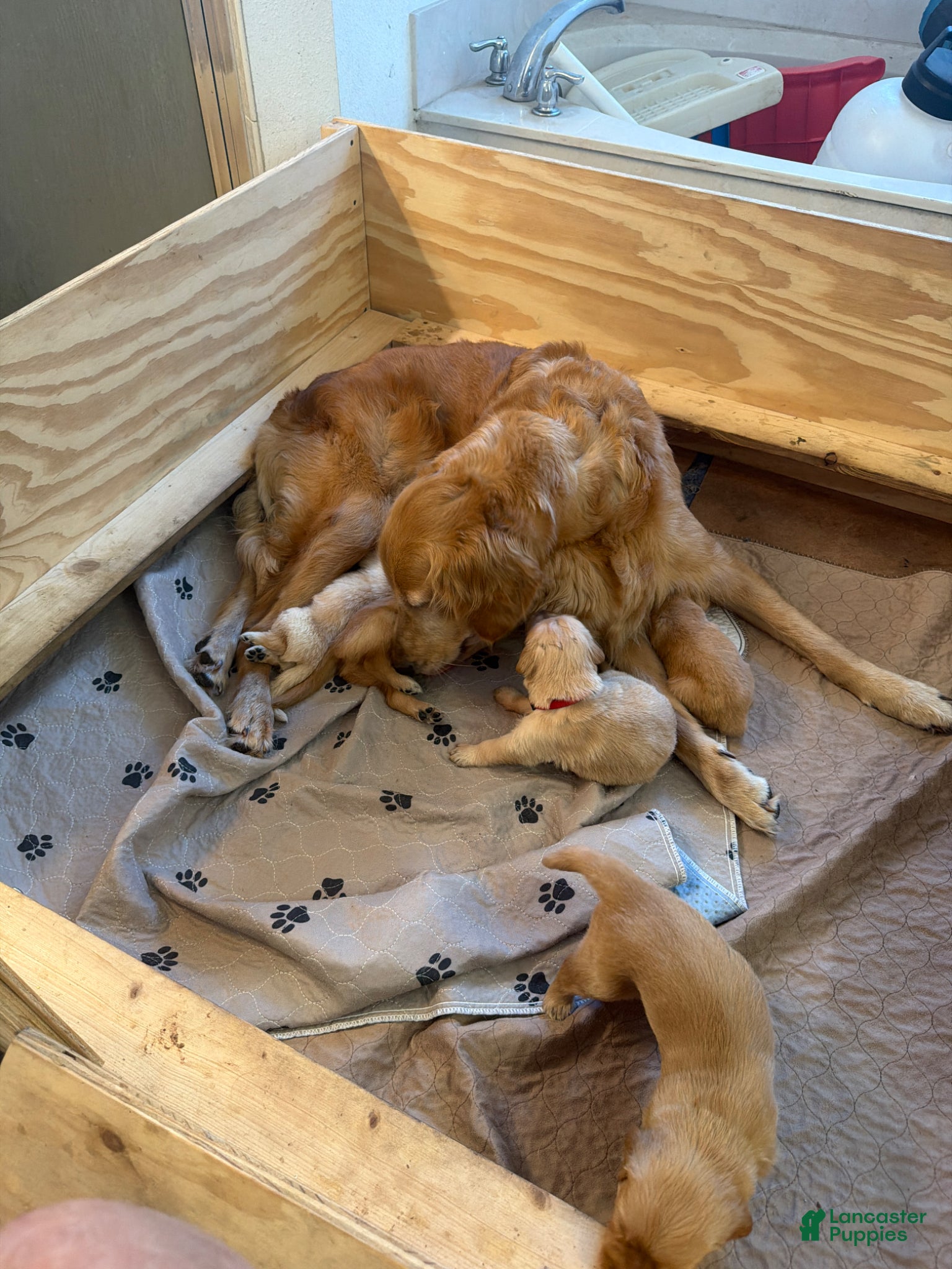 Golden Retriever dogs Golden Retriever Girl - Ad 1