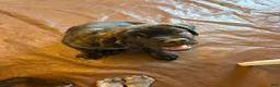 Cane Corso dogs for sale: "Bruiser" - Ad 4