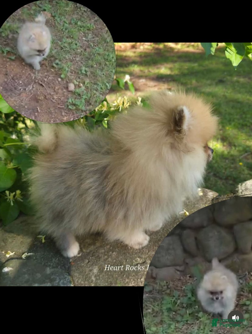 Pomeranian dogs LUCIAN - M - Ad 2