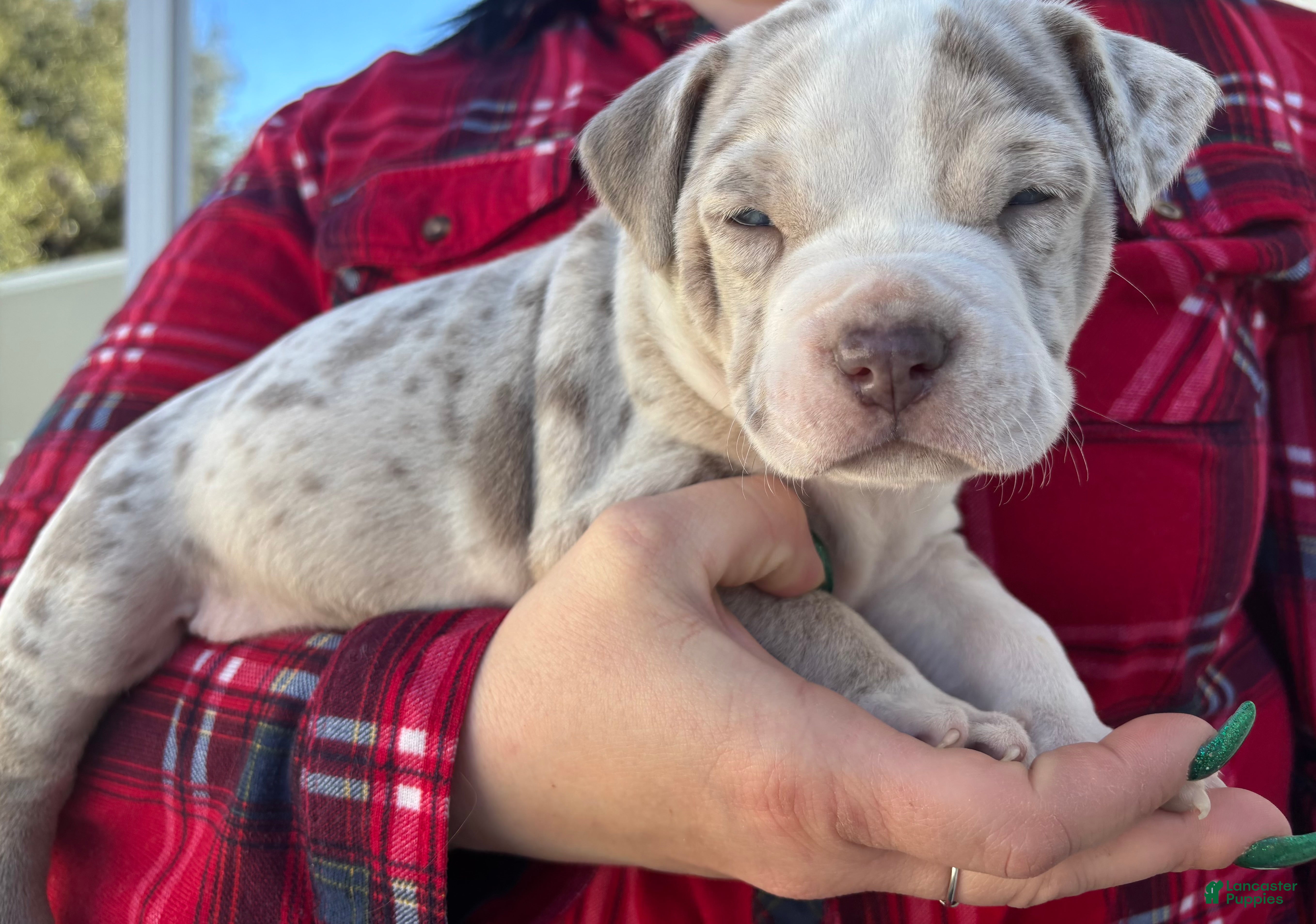 American Bully dogs ROME The XL Bully - Ad 19