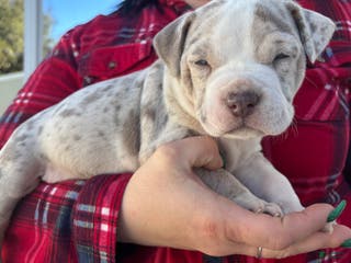 American Bully dogs ROME The XL Bully - Ad 21