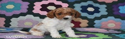 Mixed Breed dogs for sale: Max - Ad 4