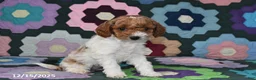 Mixed Breed dogs for sale: Max - Ad 4