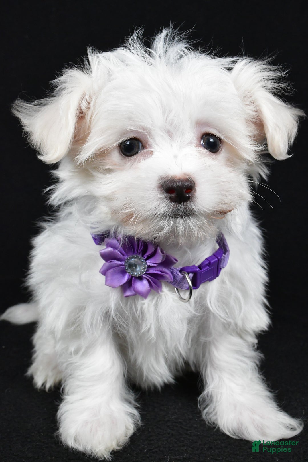 Maltese dogs for sale: Layla - Ad 6