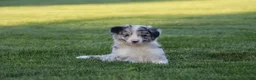 Border Collie dogs for sale: Walker - Ad 3