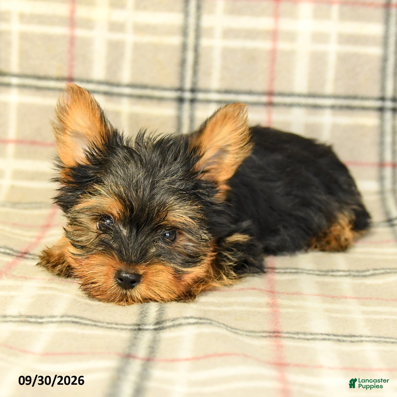 Yorkshire Terrier dogs James    - Ad 2