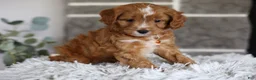 Cavapoo dogs for sale: Prince - Ad 6