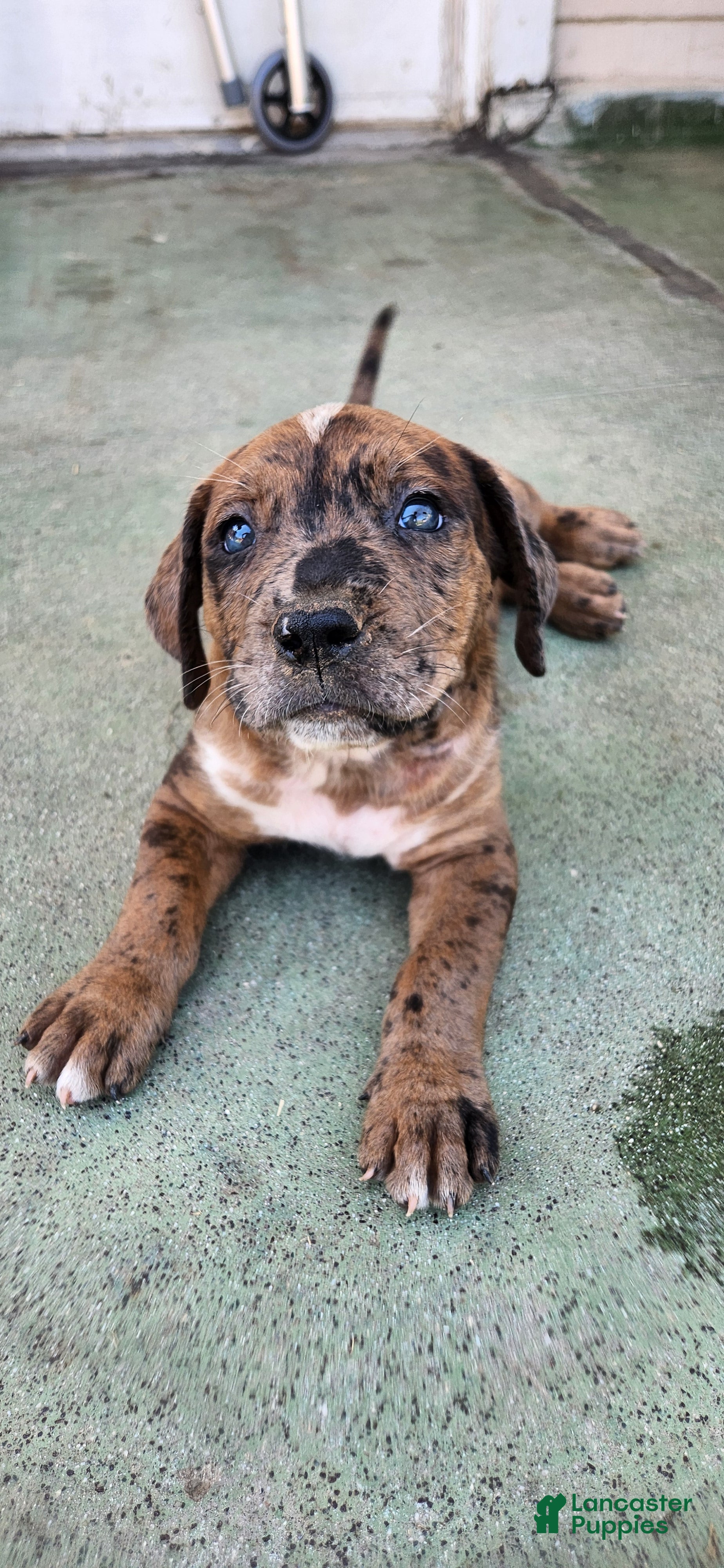Mixed Breed dogs Mixed Breed 6 - Ad 14