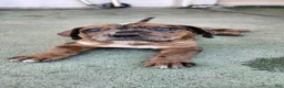 Mixed Breed dogs for sale: Mixed Breed 6 - Ad 1