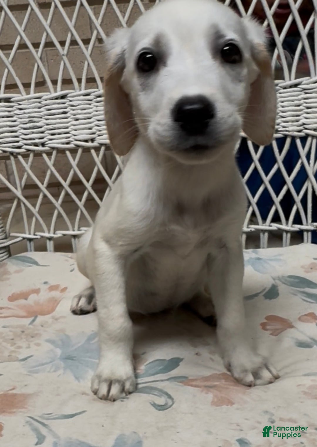 Labrador Retriever dogs for sale: Labrador Retriever Chester - Ad 28