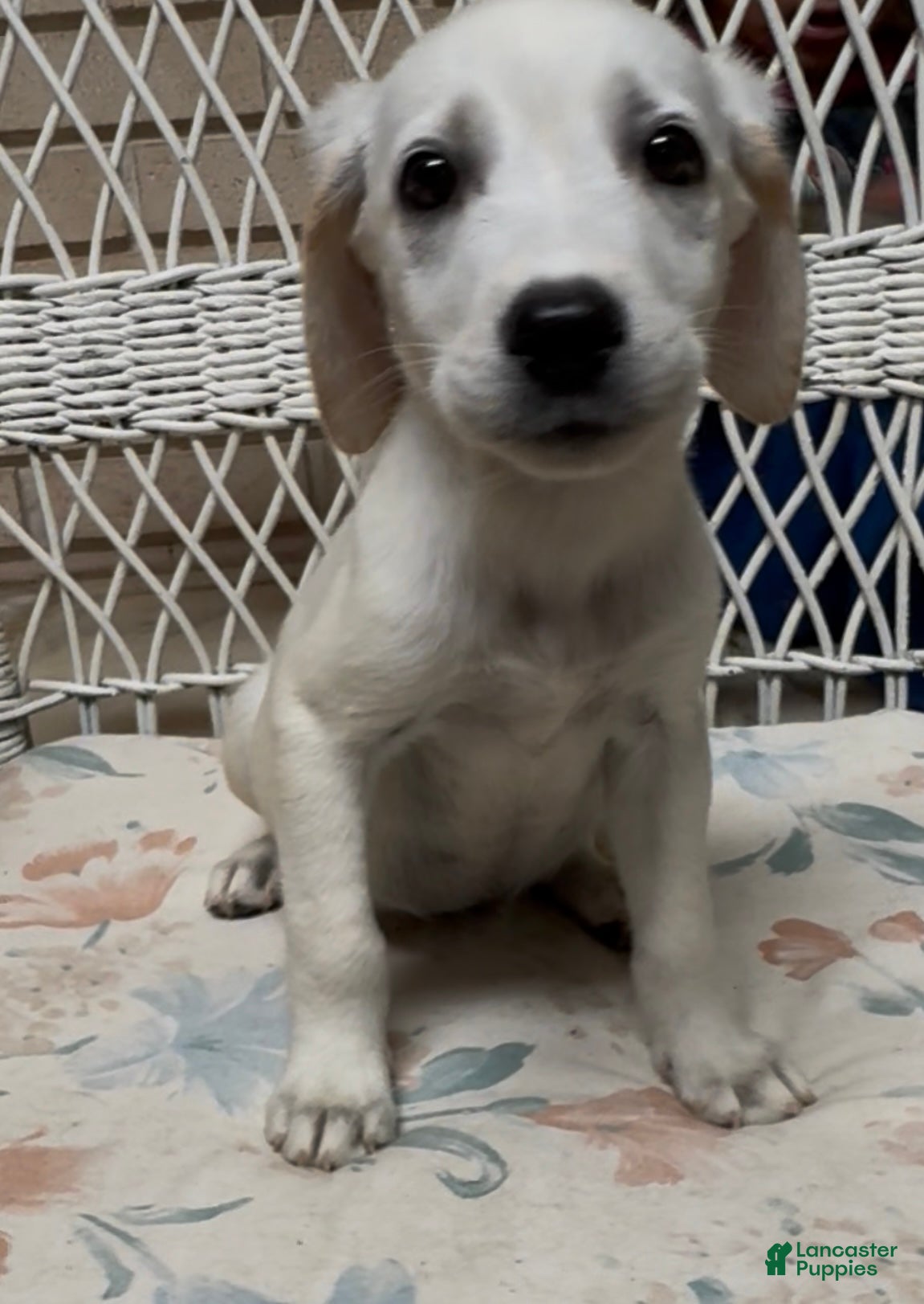 Labrador Retriever dogs for sale: Labrador Retriever Jackie - Ad 31