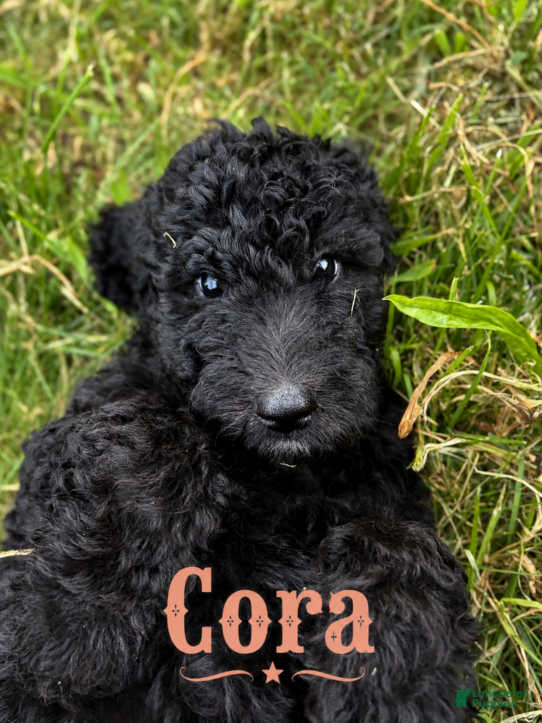 Standard Poodle dogs Cora - Ad 2