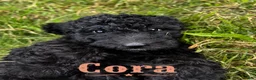 Standard Poodle dogs for sale: Cora - Ad 2