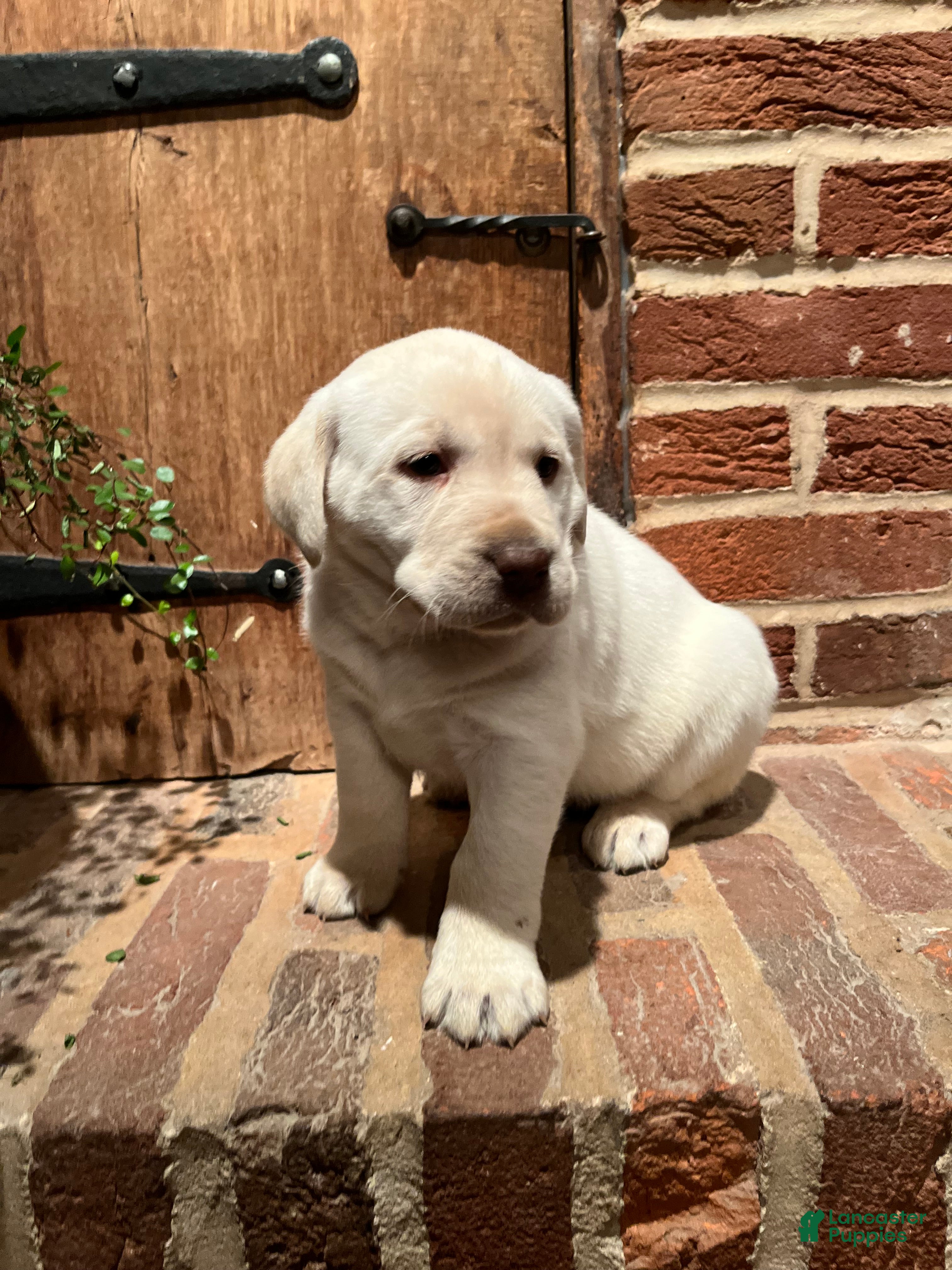 Labrador Retriever dogs Liberty - Ad 1