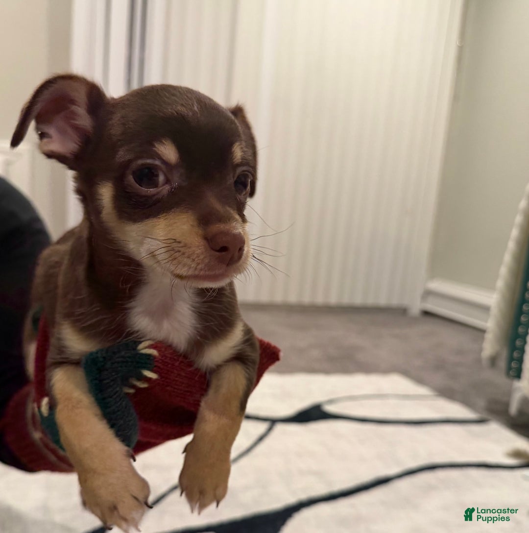 Chihuahua dogs for sale: Chihuahua Puppy 1 - Ad 2
