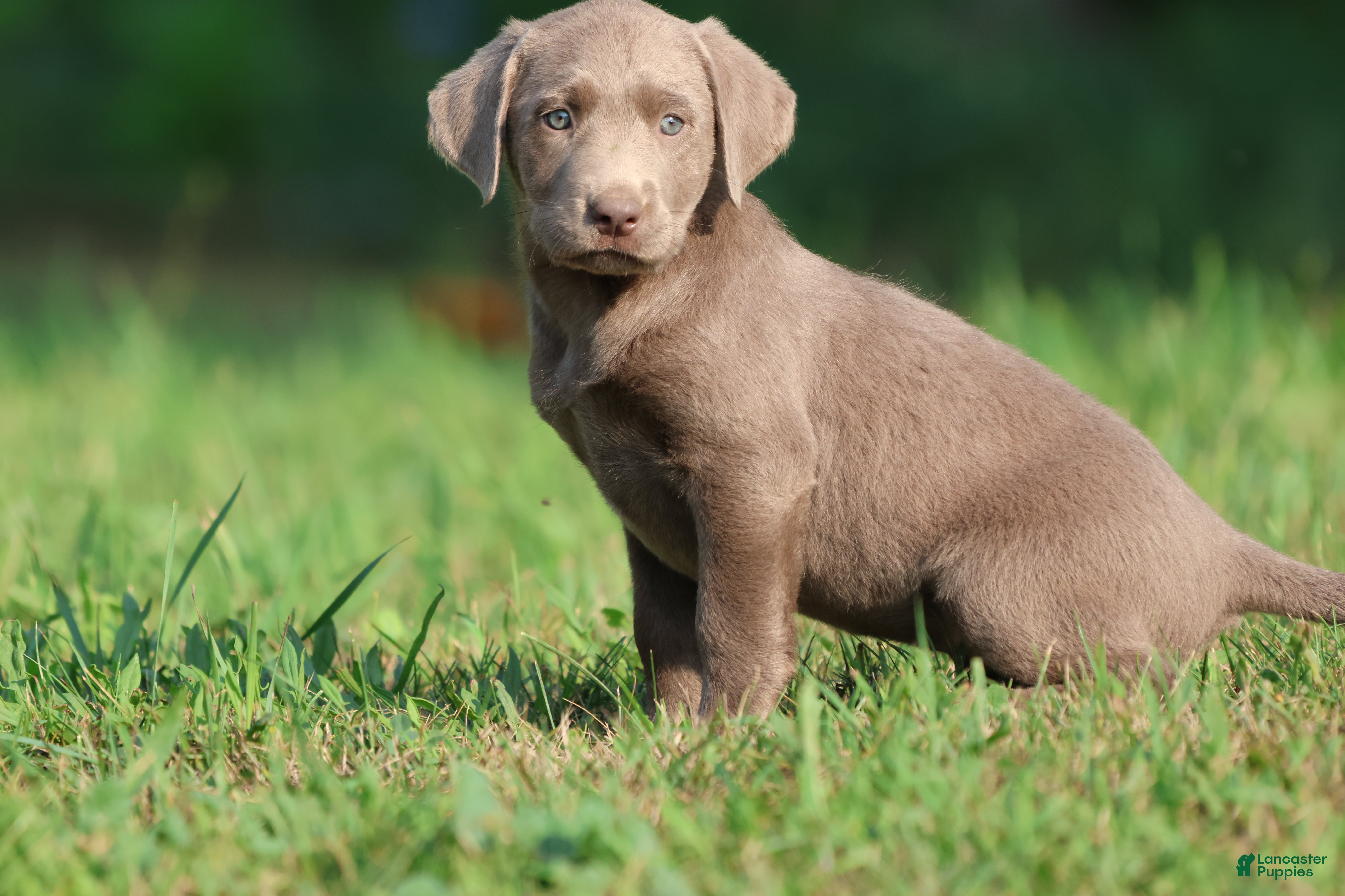 Labrador Retriever dogs Dallas - Ad 2