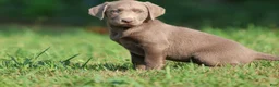 Labrador Retriever dogs for sale: Dallas - Ad 2