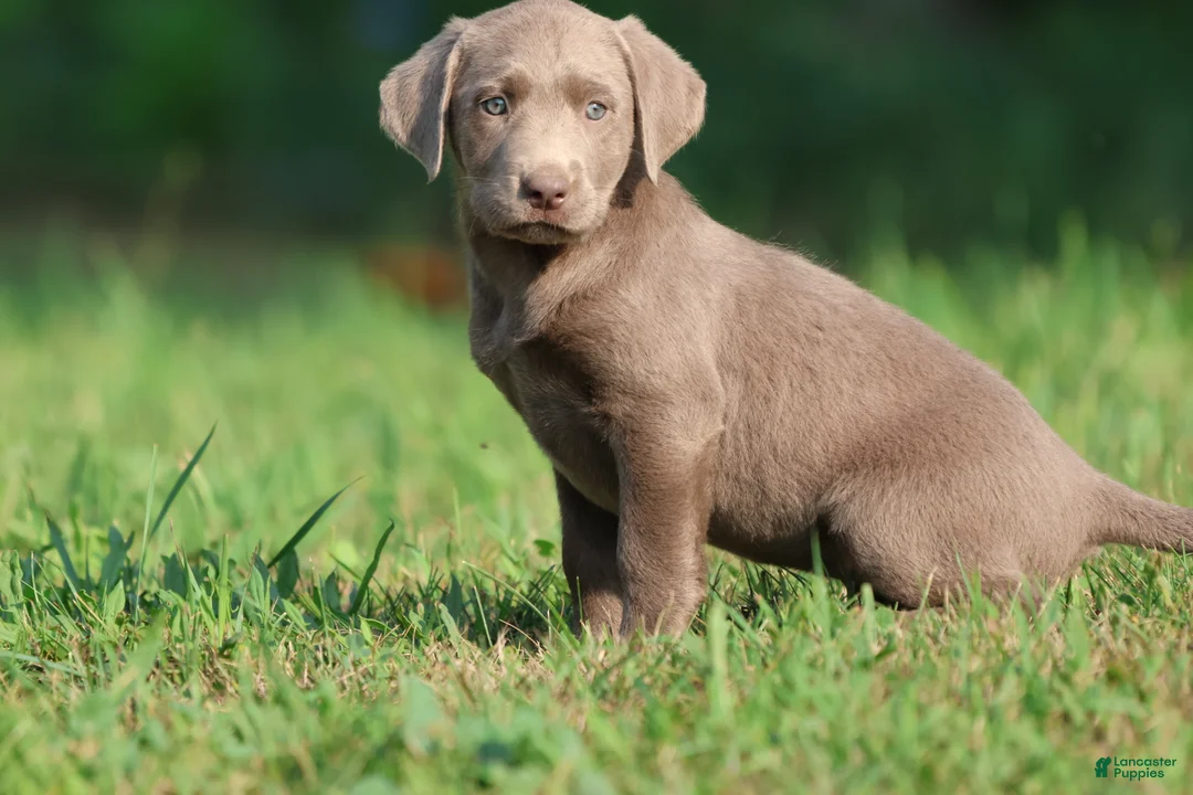 Labrador Retriever dogs for sale: Dallas - Ad 2