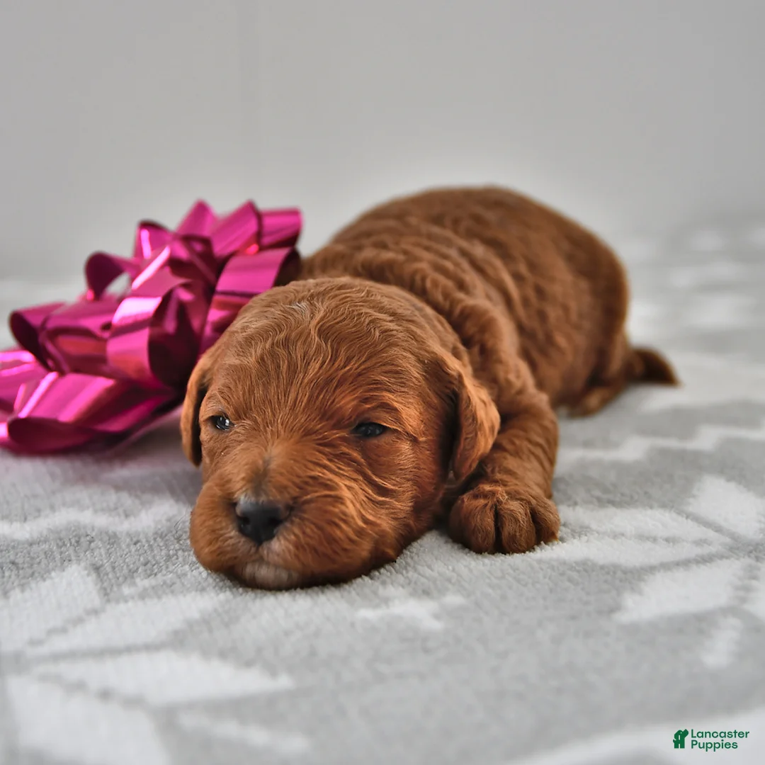 Mini Goldendoodle dogs for sale: Cupcake - Ad 17