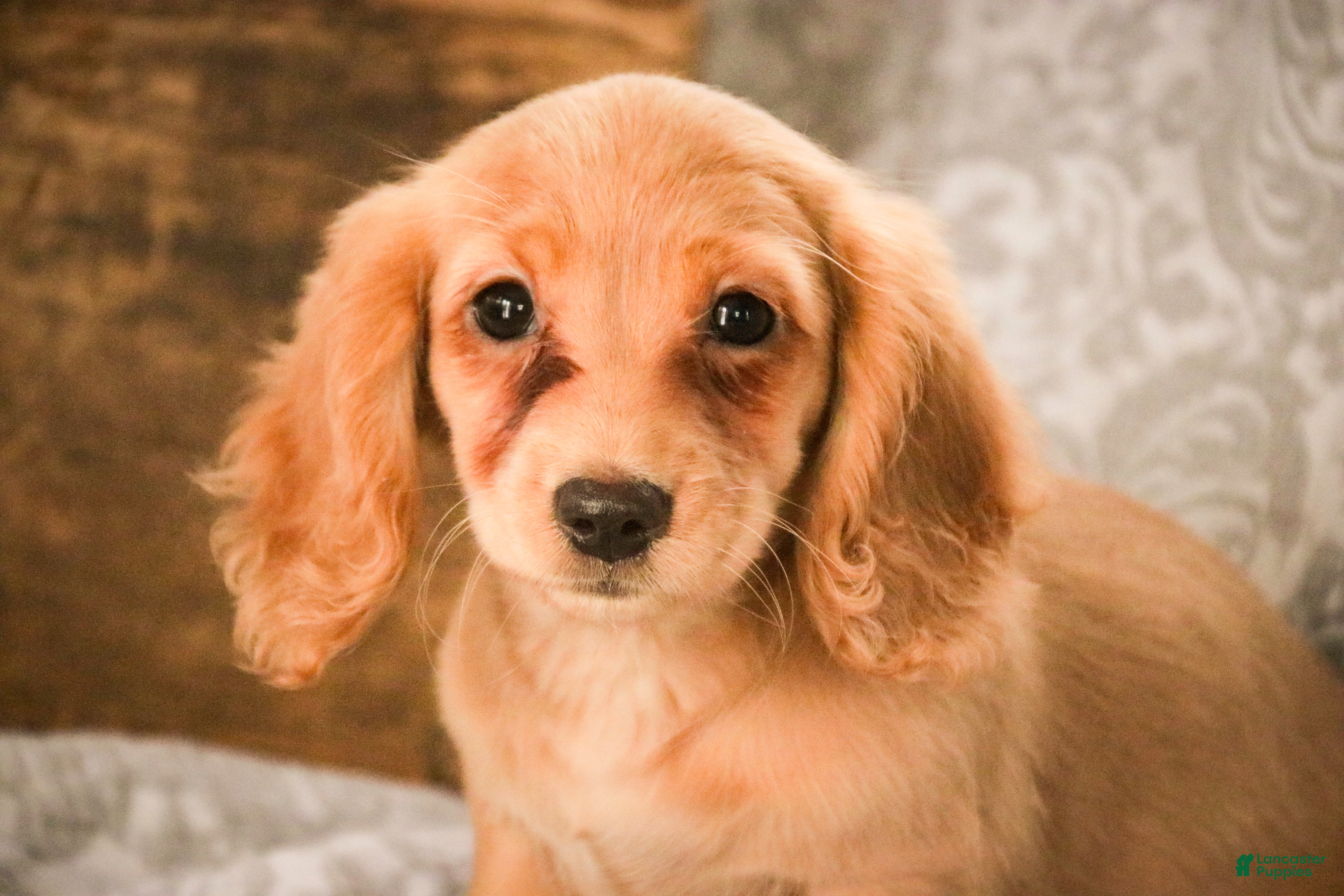 Miniature Dachshund dogs Taffy - Ad 27