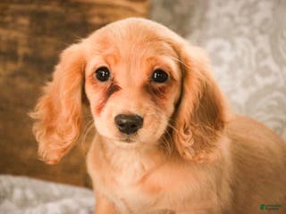 Miniature Dachshund dogs Taffy - Ad 27
