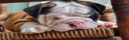 English Bulldog dogs for sale: Bandit - Ad 5
