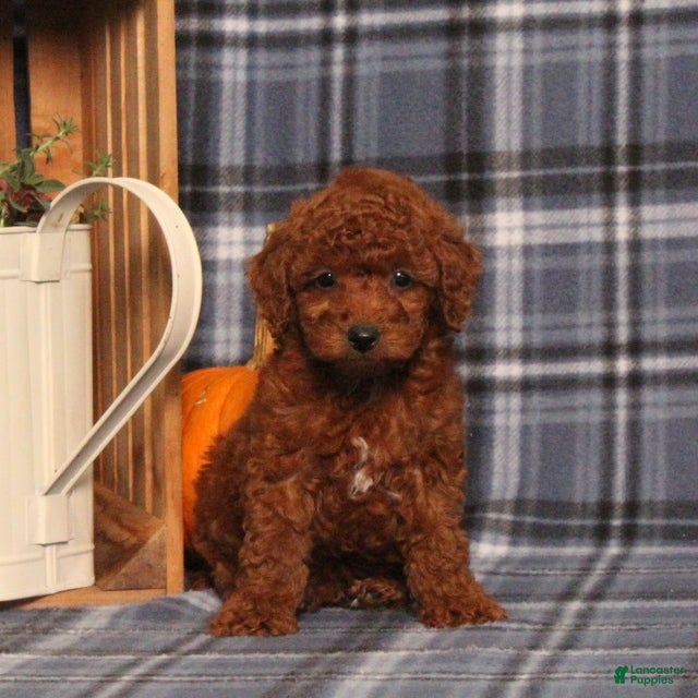 Miniature Poodle dogs Harvest - Ad 1