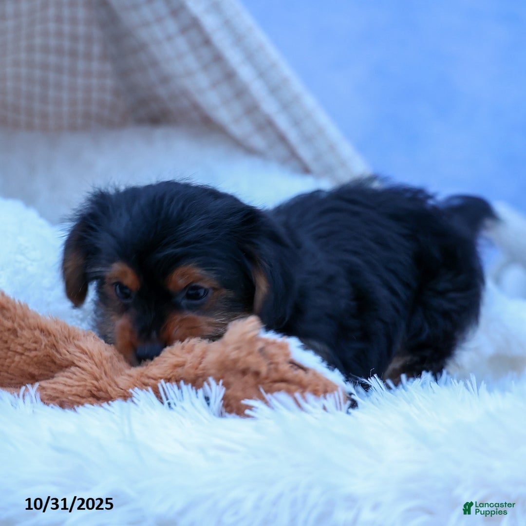 Yorkshire Terrier dogs for sale: Winston - Ad 6