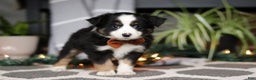 Miniature Australian Shepherd dogs for sale: Leo - Ad 3