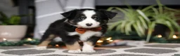 Miniature Australian Shepherd dogs for sale: Leo - Ad 3