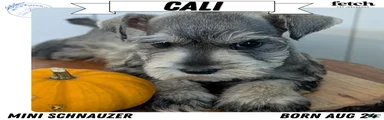 Cali