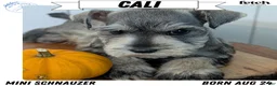 Miniature Schnauzer dogs for sale: Cali - Ad 1