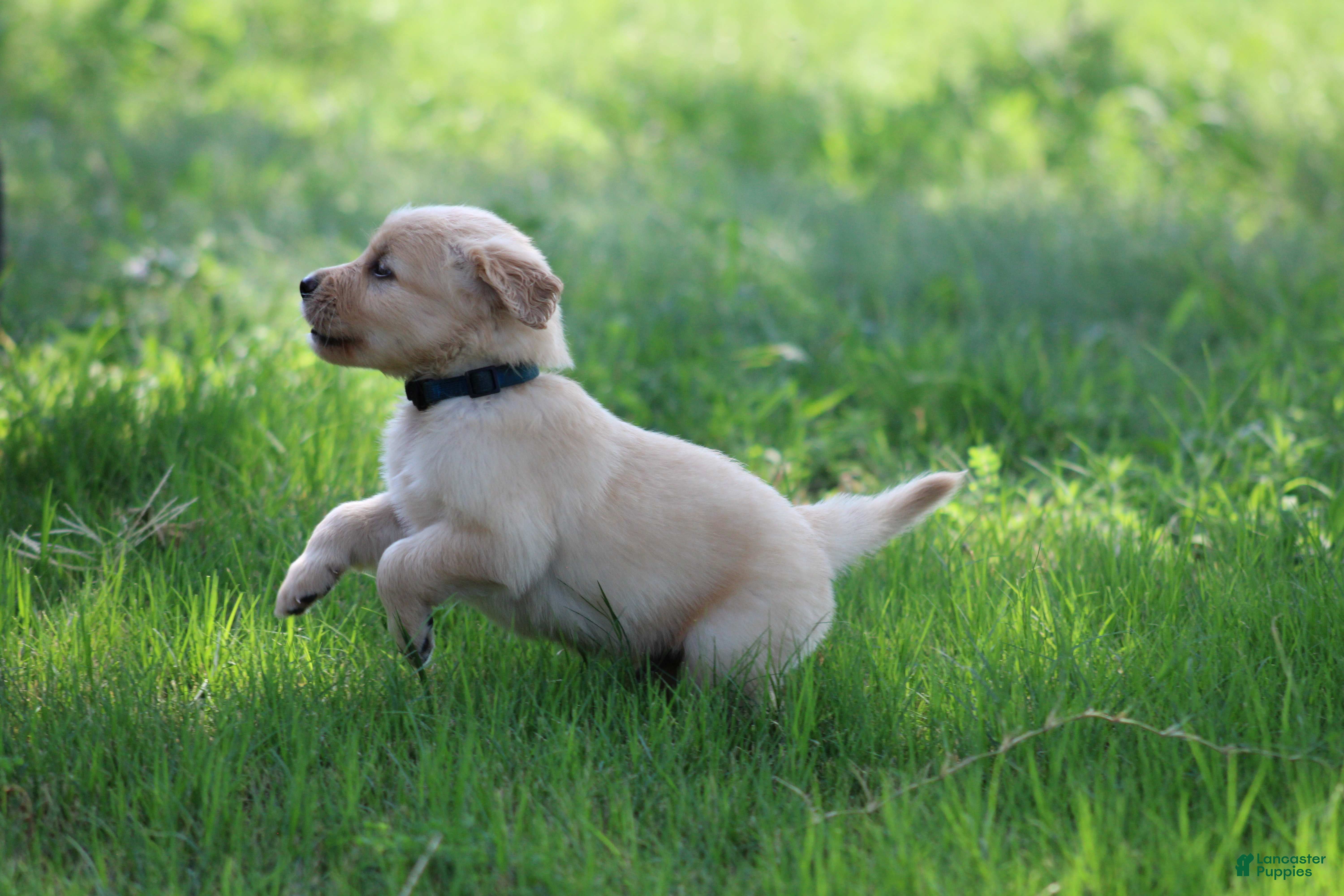 Golden Retriever dogs Franklin - Ad 2