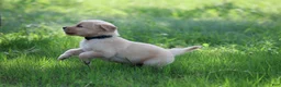 Golden Retriever dogs for sale: Franklin - Ad 2