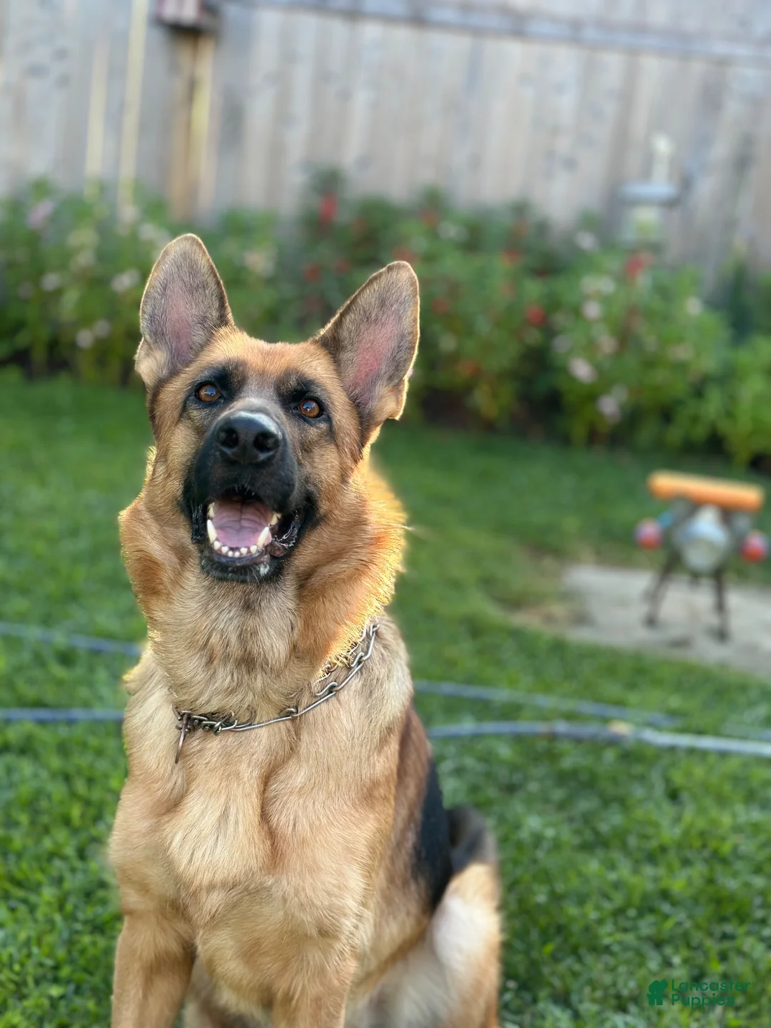 German Shepherd dogs for sale: German Shepherd Puppy 1 - Ad 5