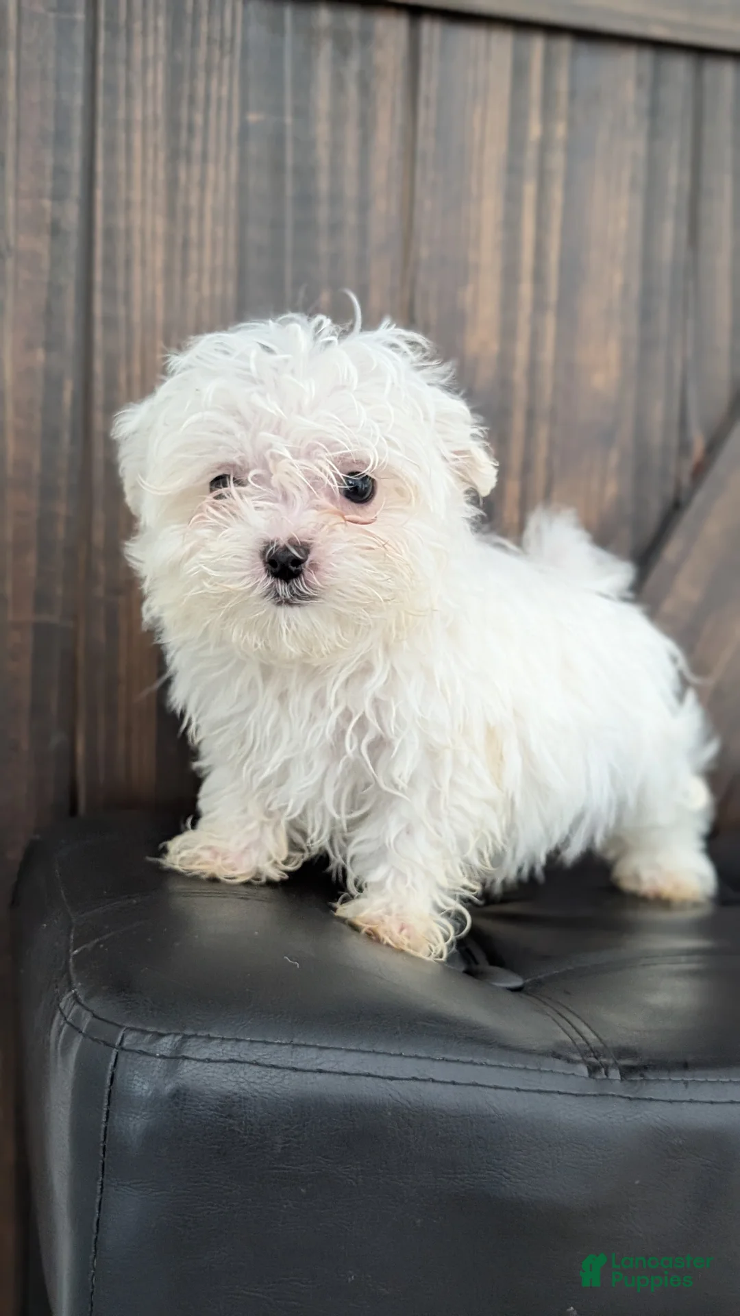 Maltese dogs for sale: Baxter  - Ad 4