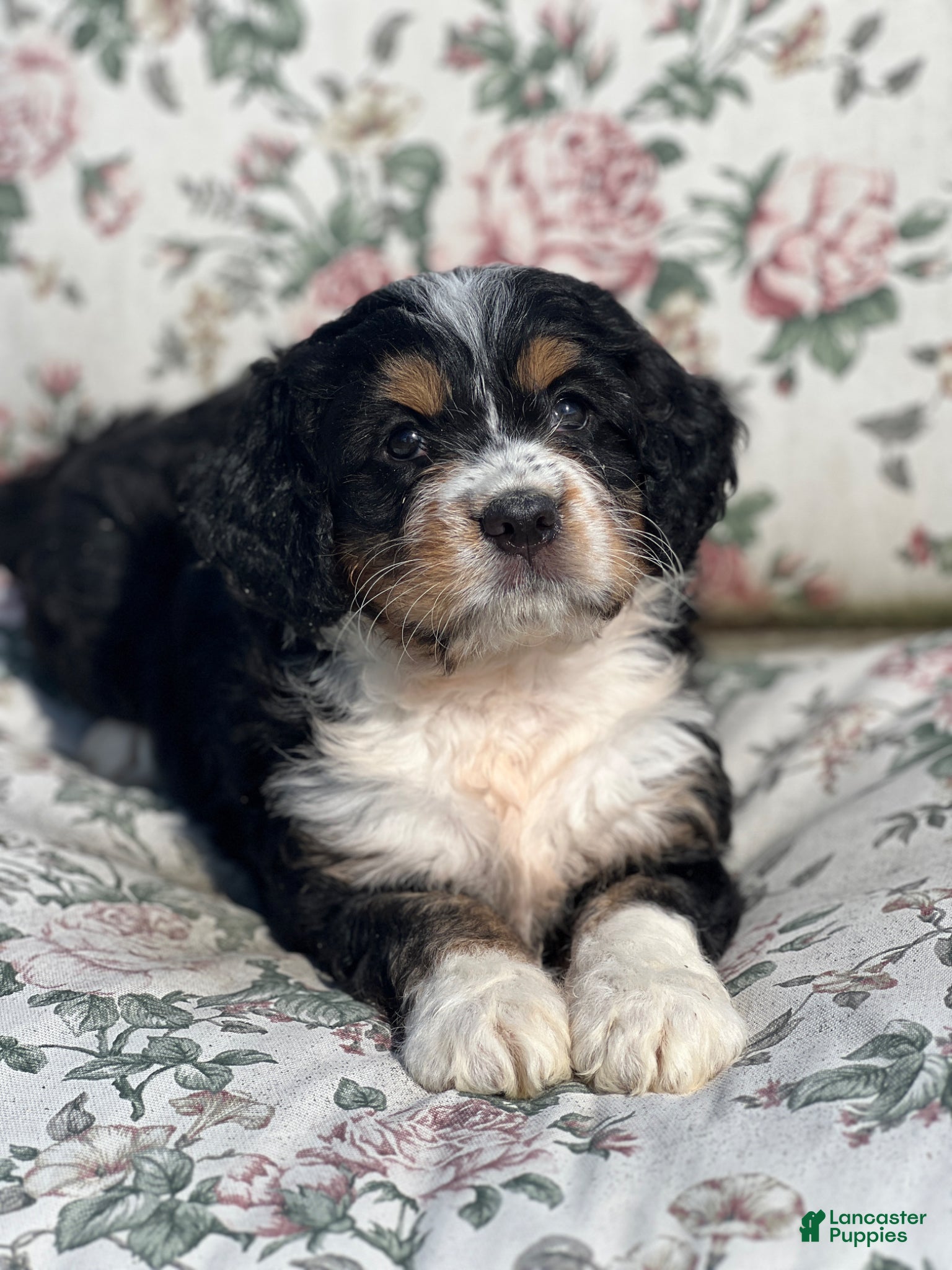 Mixed Breed dogs Penny - Ad 2