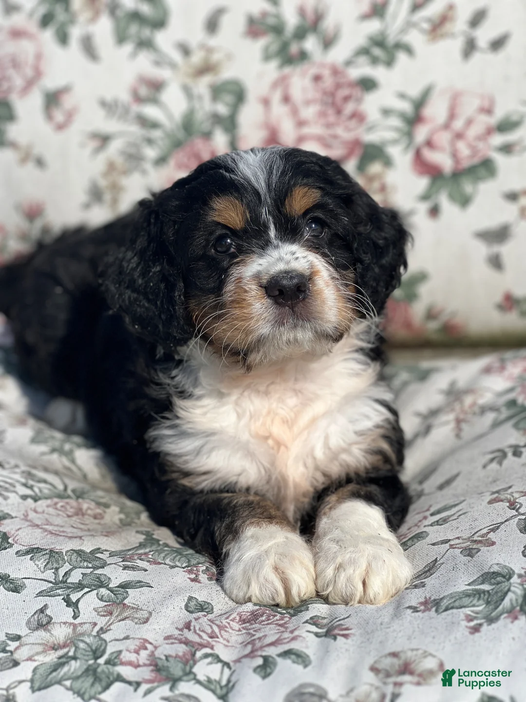 Mixed Breed dogs for sale: Penny - Ad 2