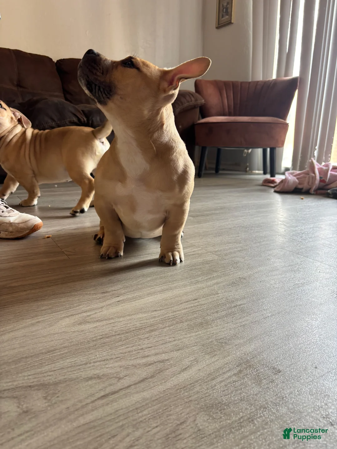 American Bully dogs for sale: American Bully Puppy 3 - Ad 1