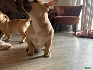 American Bully dogs American Bully Puppy 3 - Ad 19