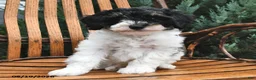 Miniature Poodle dogs for sale: Dumpling - Ad 2