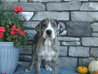 Great Dane dogs - Ad 13