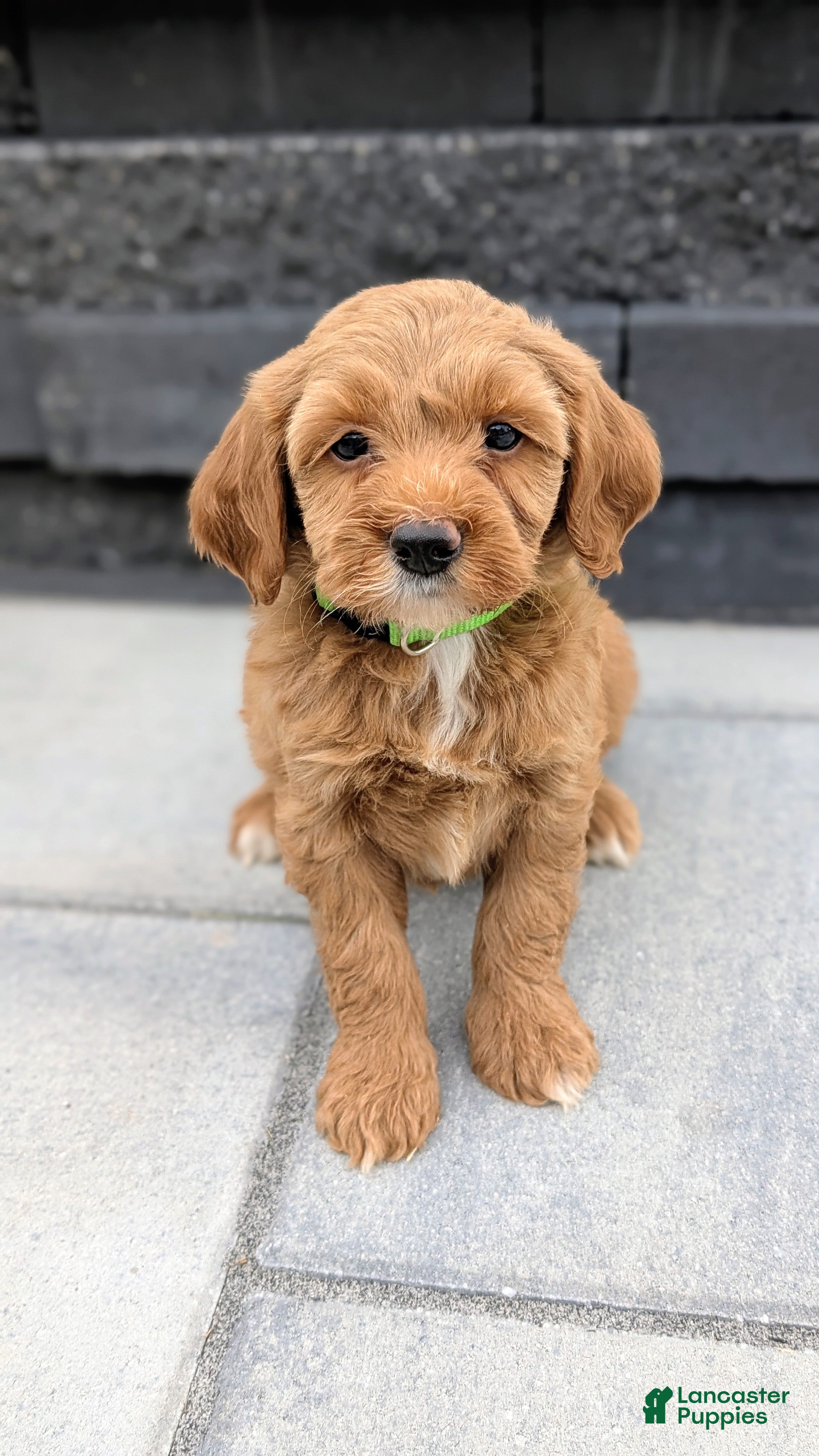 Mini Goldendoodle dogs Stella - Ad 2