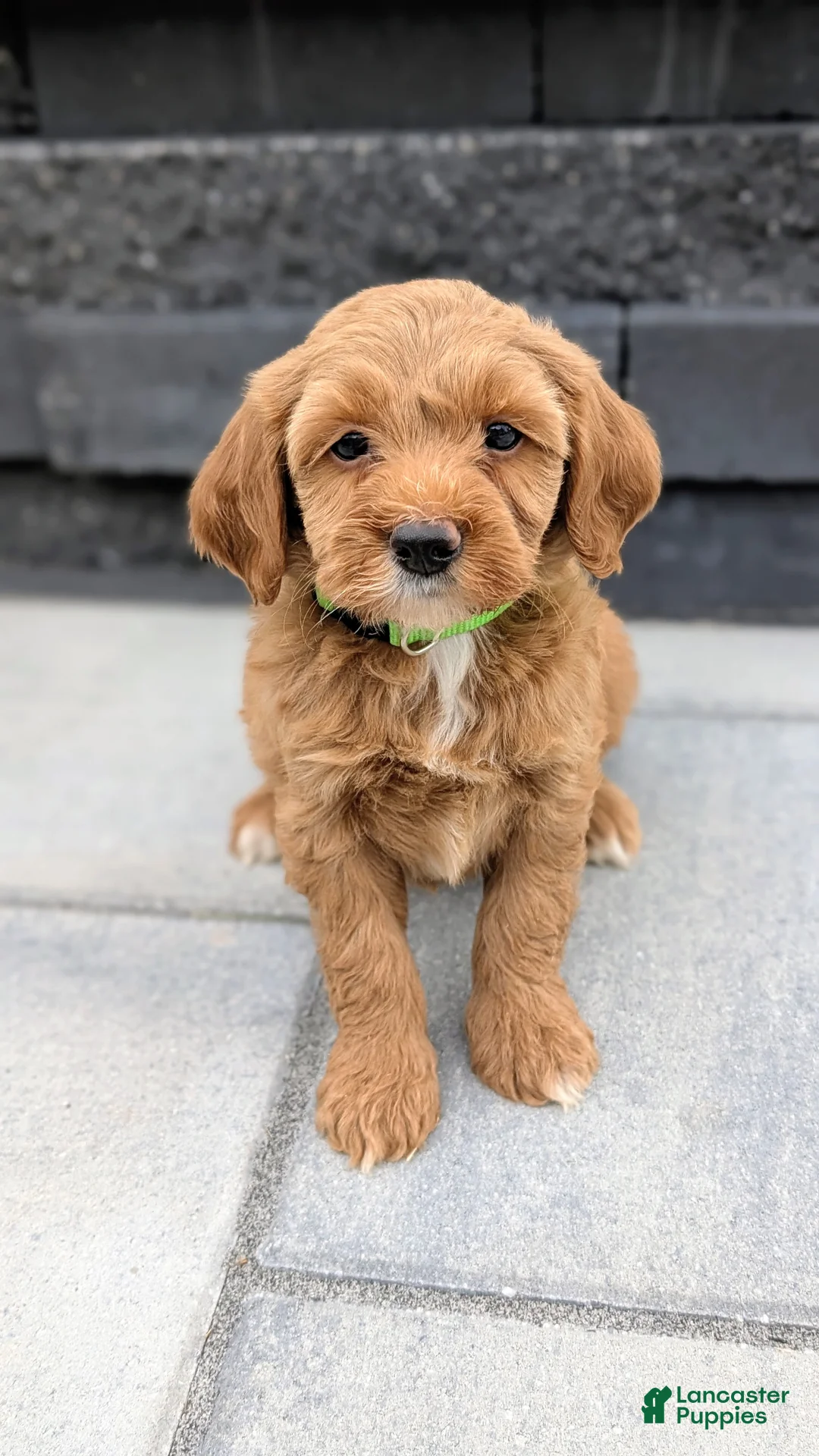 Mini Goldendoodle dogs for sale: Stella - Ad 2