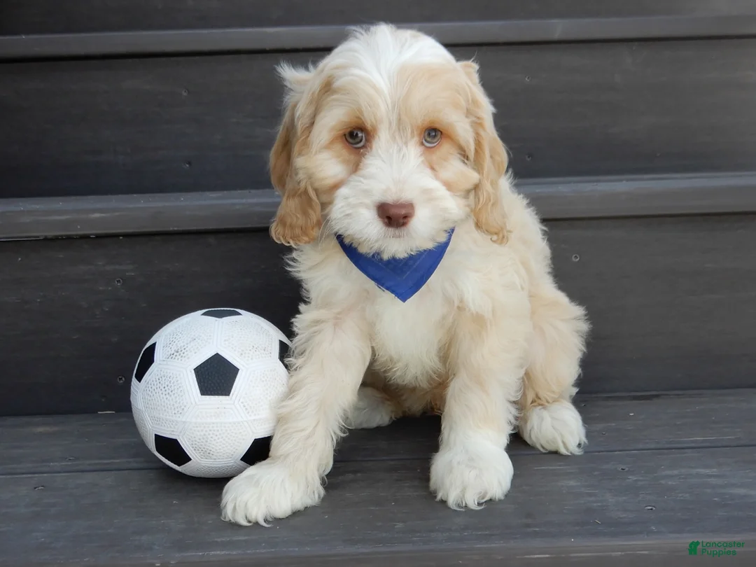 Cockapoo dogs for sale: Joey - Ad 5