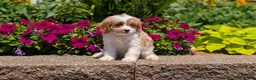 Cavapoo dogs for sale: Rayna - Ad 4
