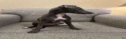 Italian Greyhound dogs for sale: JJ - Ad 3