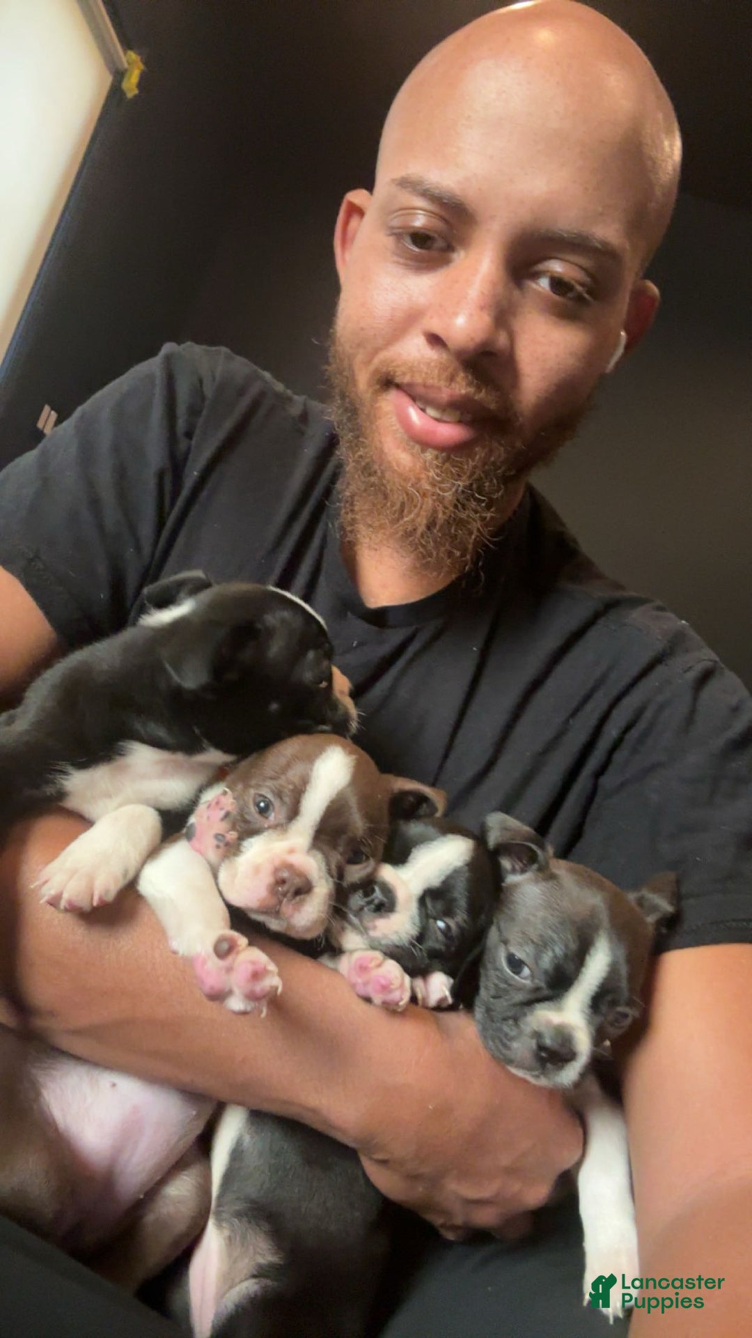 Boston Terrier dogs for sale: TY - Ad 8